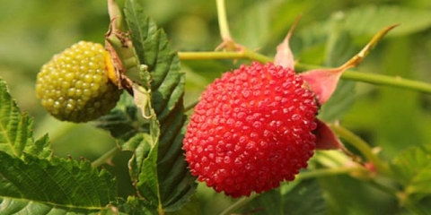 Džem za princeze: recepti za kuvanje kod kuće